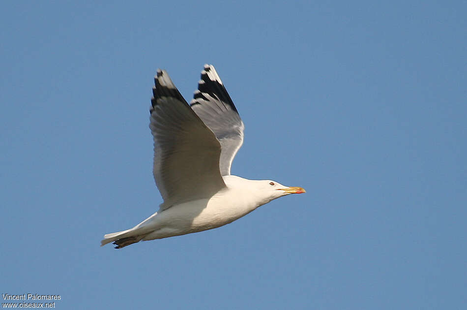 Caspian Gulladult, pigmentation, Flight