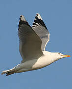 Caspian Gull