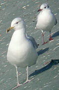 Caspian Gull