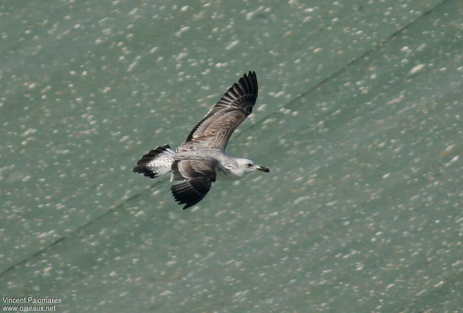 Goéland pontique2ème année, pigmentation, Vol