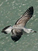 Caspian Gull