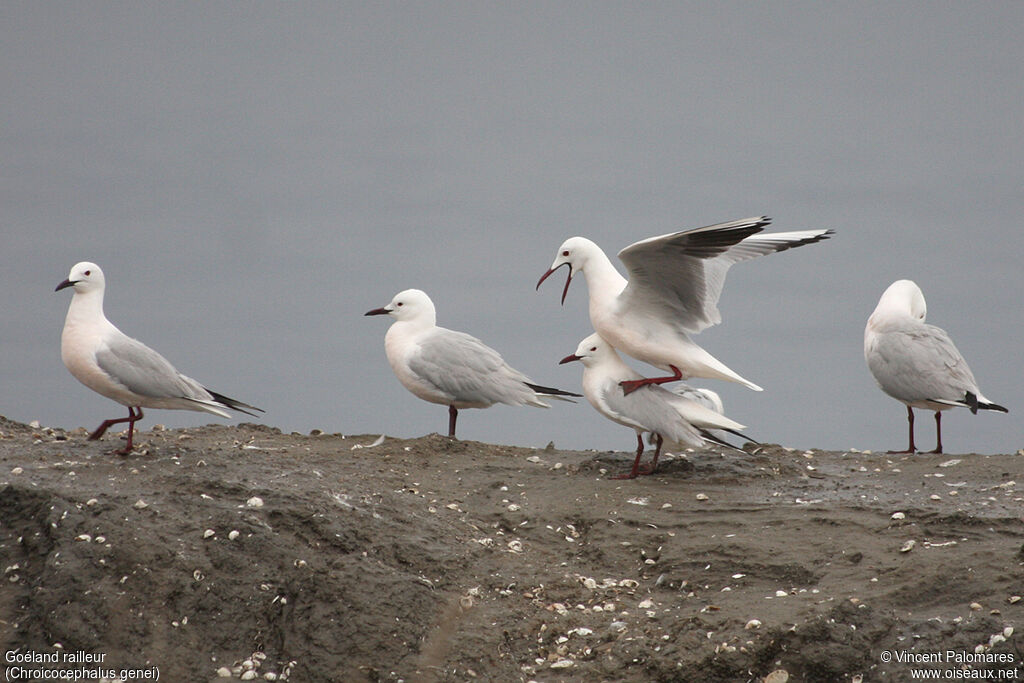 Slender-billed Gulladult breeding, mating., Behaviour