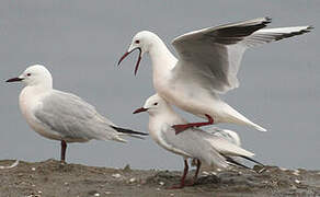 Slender-billed Gull