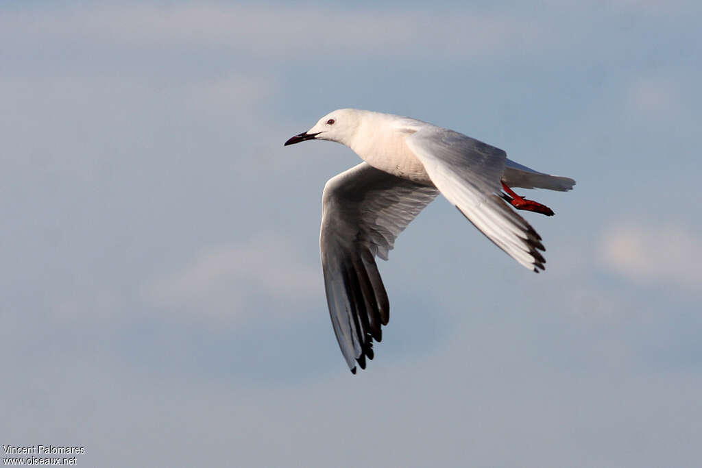 Slender-billed Gulladult breeding, moulting, Flight