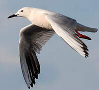 Slender-billed Gull