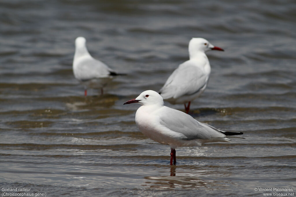 Slender-billed Gulladult