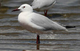 Slender-billed Gull