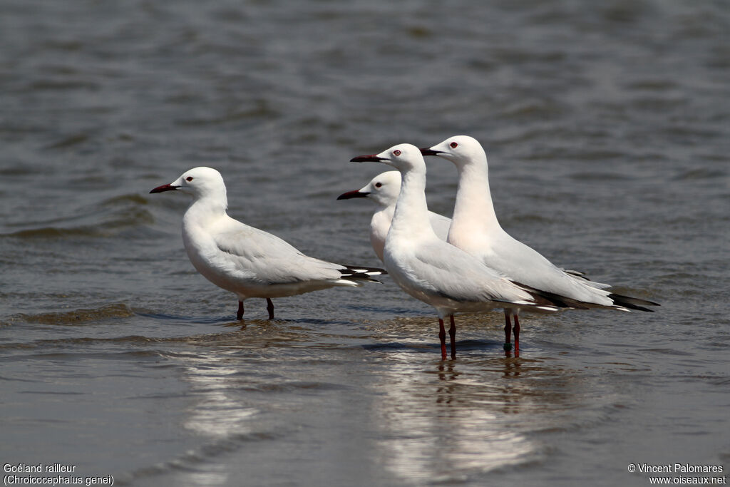 Slender-billed Gulladult