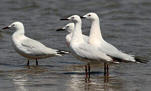 Slender-billed Gull