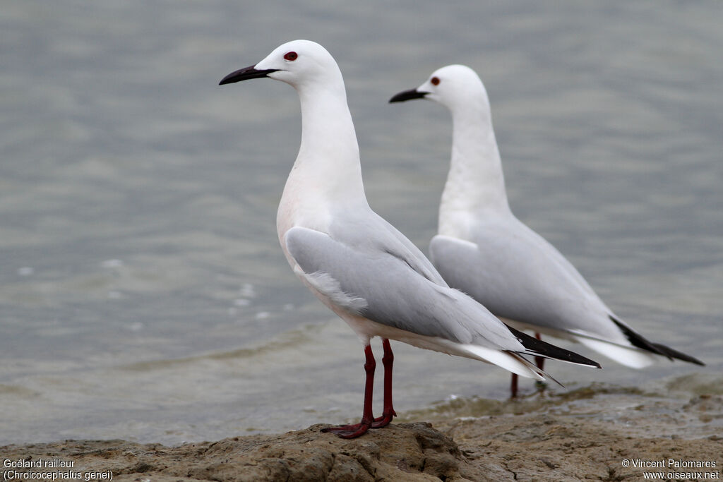 Slender-billed Gulladult breeding