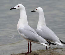 Slender-billed Gull