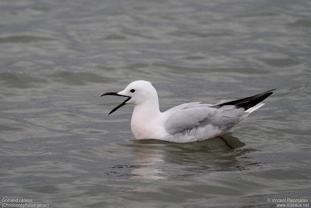 Slender-billed Gulladult breeding