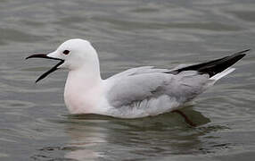 Slender-billed Gull