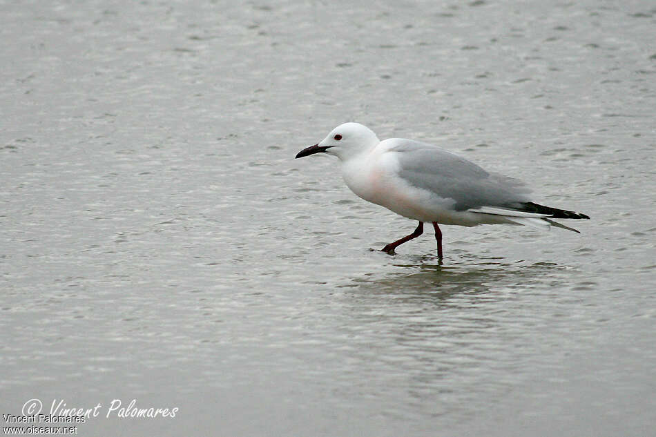 Slender-billed Gulladult breeding, pigmentation, walking