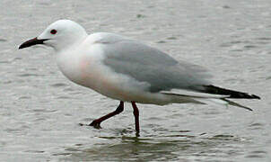 Slender-billed Gull