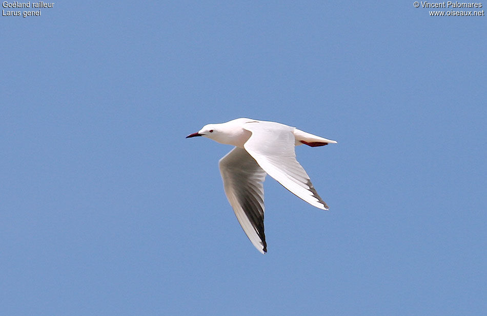 Slender-billed Gull