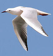 Slender-billed Gull