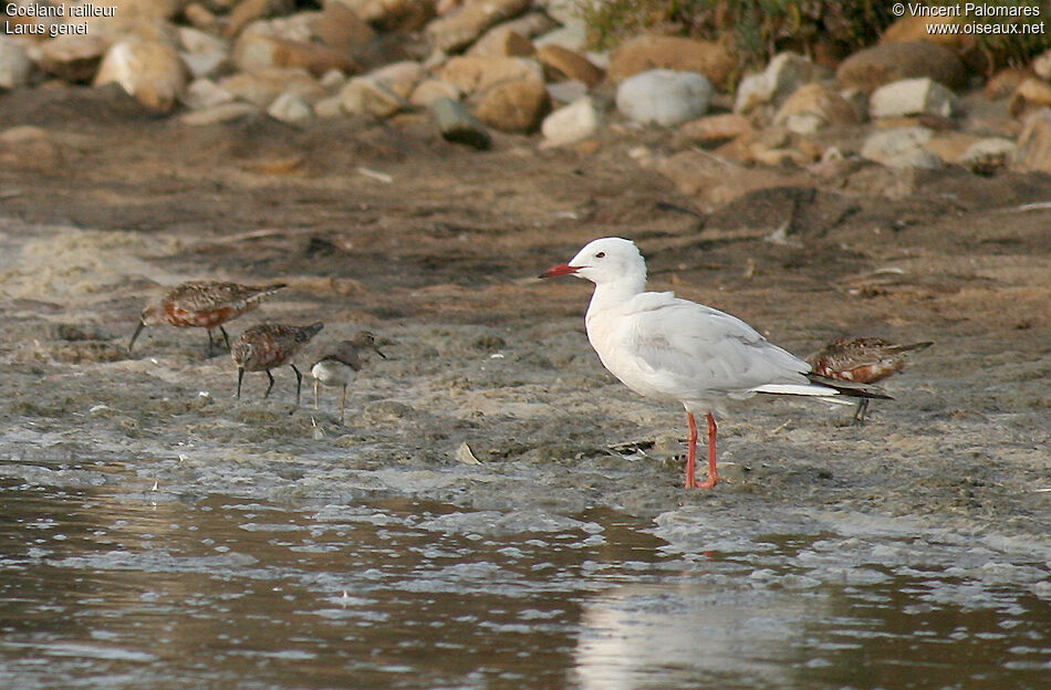 Slender-billed Gulladult