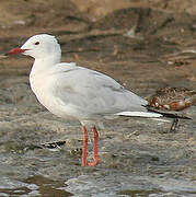 Slender-billed Gull