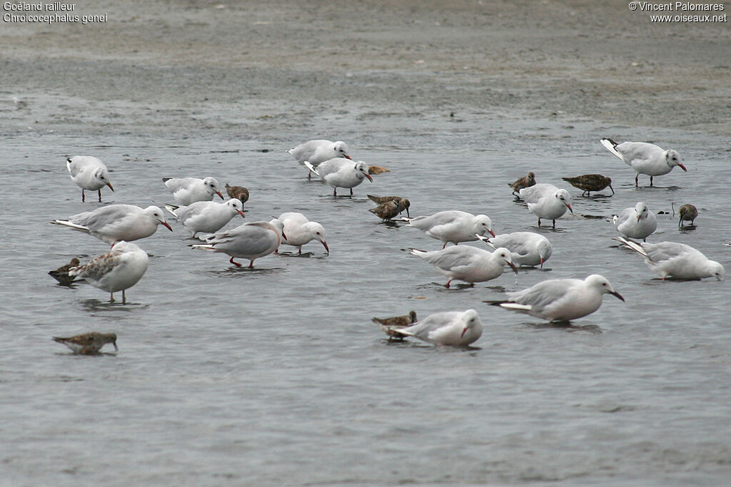 Slender-billed Gull