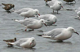 Slender-billed Gull