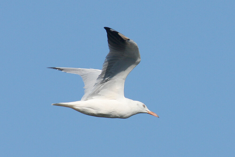 Slender-billed Gull