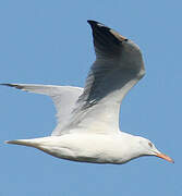 Slender-billed Gull