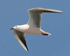 Slender-billed Gull