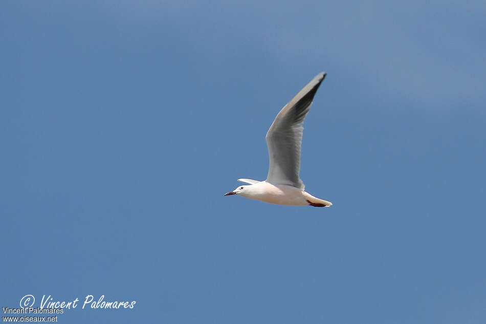 Slender-billed Gulladult breeding, pigmentation, Flight