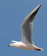 Slender-billed Gull