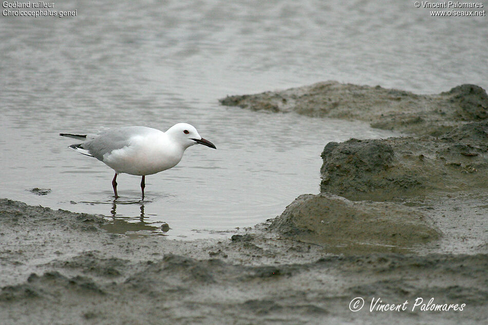 Slender-billed Gulladult breeding