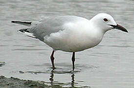 Slender-billed Gull