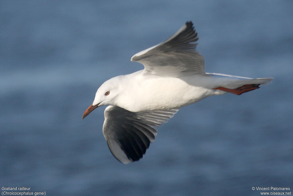 Slender-billed Gulladult