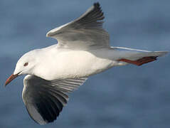 Slender-billed Gull