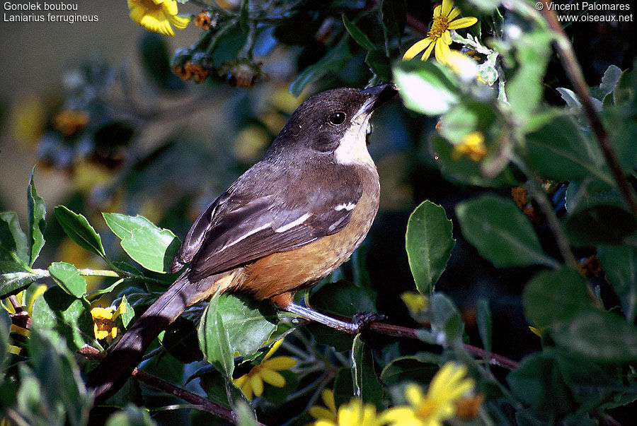 Southern Boubou