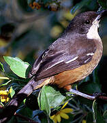 Southern Boubou