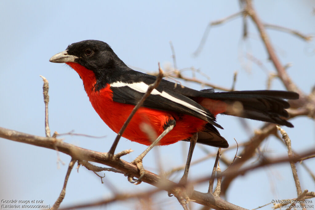 Crimson-breasted Shrike