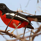 Gonolek rouge et noir
