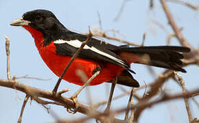 Crimson-breasted Shrike