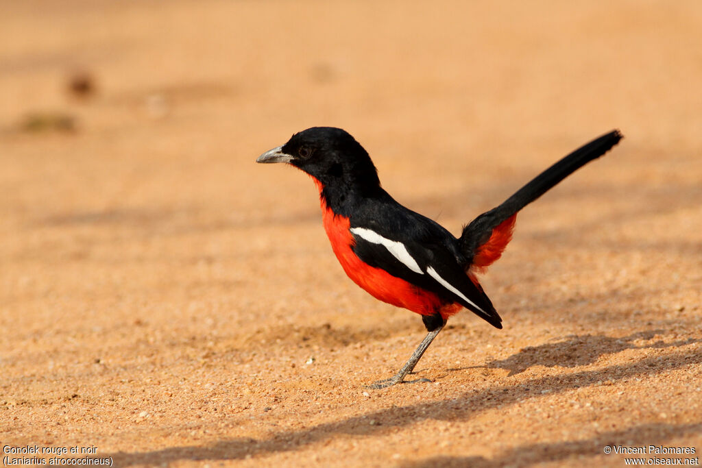 Gonolek rouge et noir