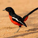 Gonolek rouge et noir
