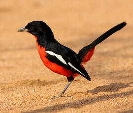 Gonolek rouge et noir