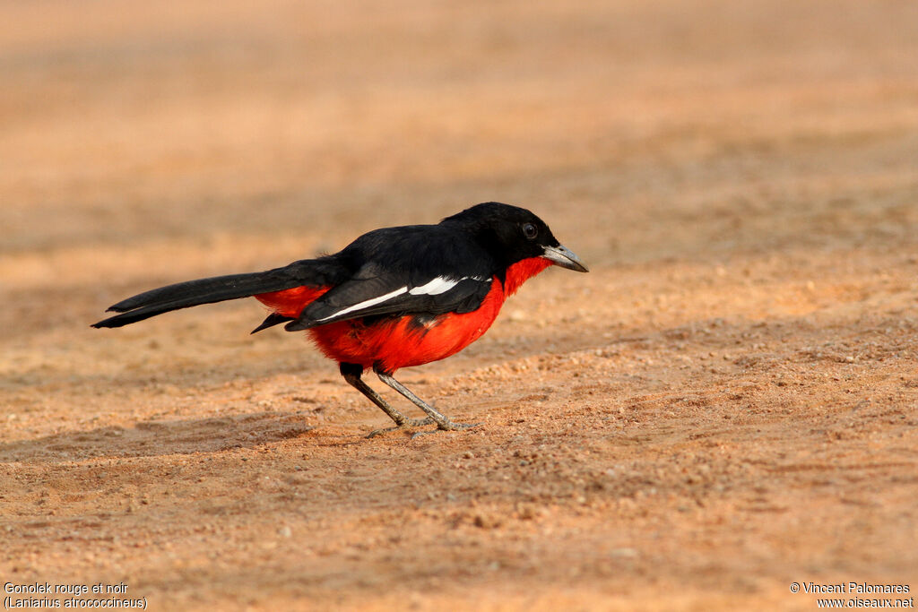 Gonolek rouge et noir