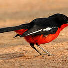 Gonolek rouge et noir