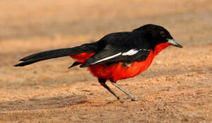 Crimson-breasted Shrike