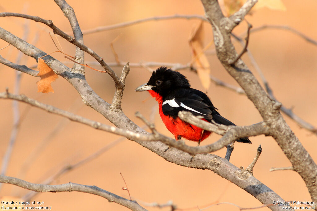 Crimson-breasted Shrike