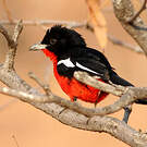 Gonolek rouge et noir