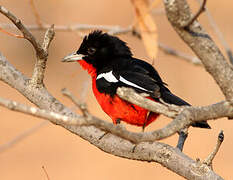 Crimson-breasted Shrike