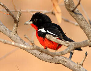 Gonolek rouge et noir