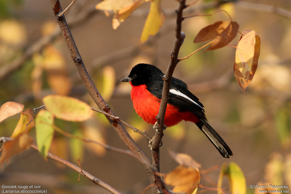 Crimson-breasted Shrike